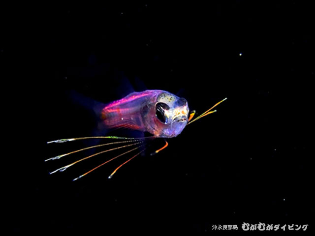 ライトトラップ浮遊期幼魚