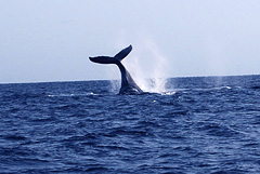 humpback whale