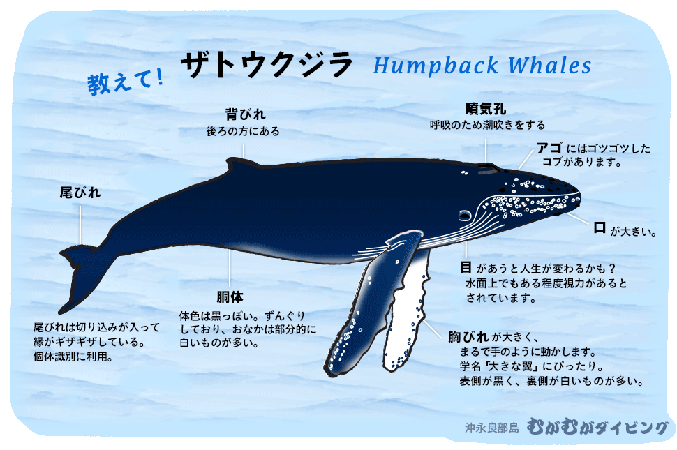 教えてザトウクジラ Humpback Whales