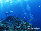 三宅島カタン崎 キンギョハナダイ