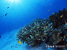 サイパン 海中風景