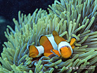 タイスミラン諸島 カクレクマノミ