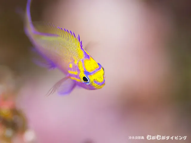 マクロダイビング
