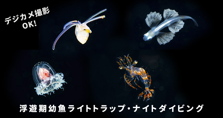 浮遊期幼魚