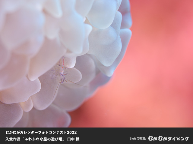 むがむがカレンダーフォトコンテスト入賞作品「ふわふわな星の遊び場」田中様