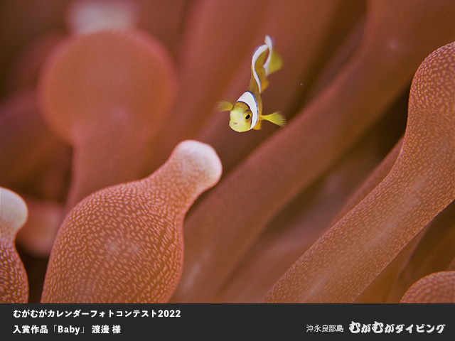 むがむがカレンダーフォトコンテスト入賞作品「Baby」渡邊様