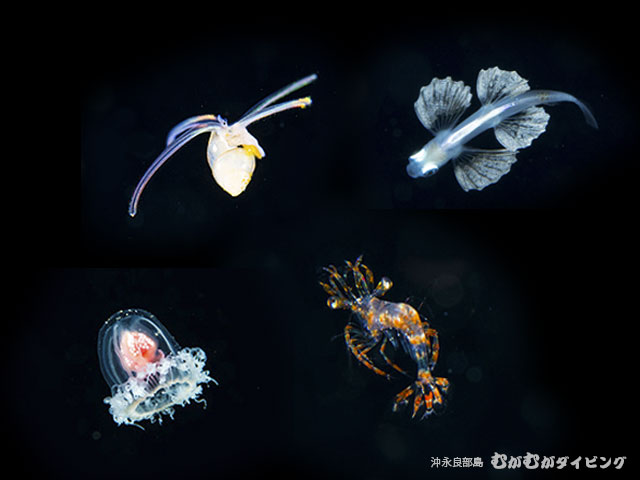 ライトトラップ浮遊期幼魚