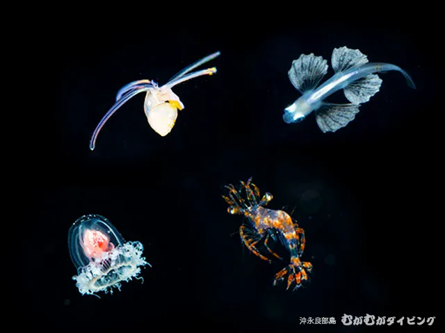 浮遊期幼魚