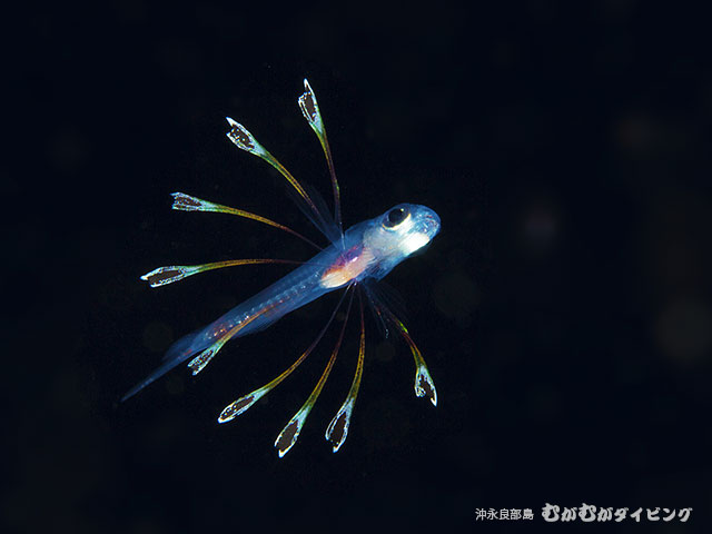 ライトトラップ浮遊期幼魚