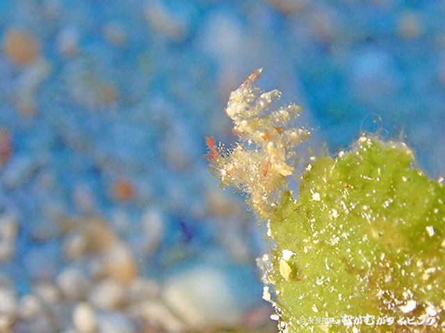 究極のマクロダイビング