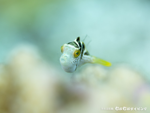 ノコギリハギ幼魚