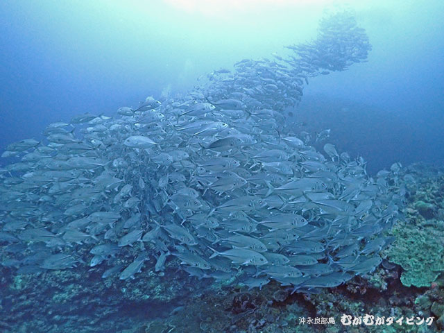 ギンガメ祭りギンガメトルネード