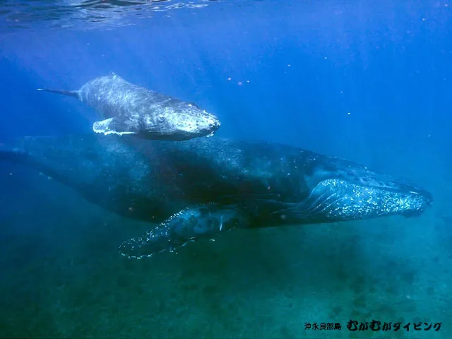 クジラスイム2026