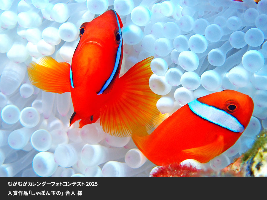 むがむがカレンダーフォトコンテスト入賞