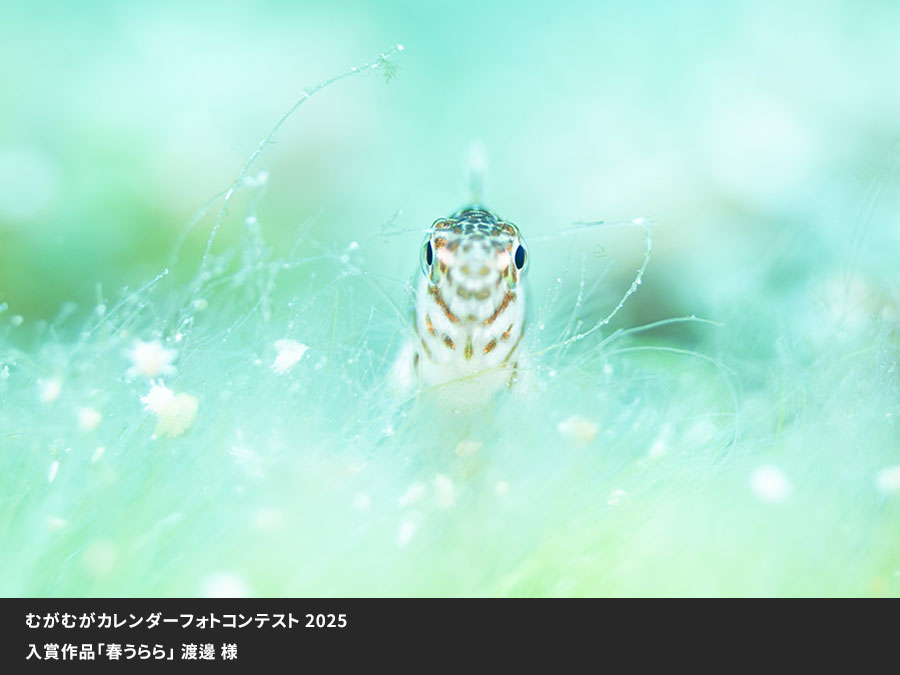 むがむがカレンダーフォトコンテスト入賞