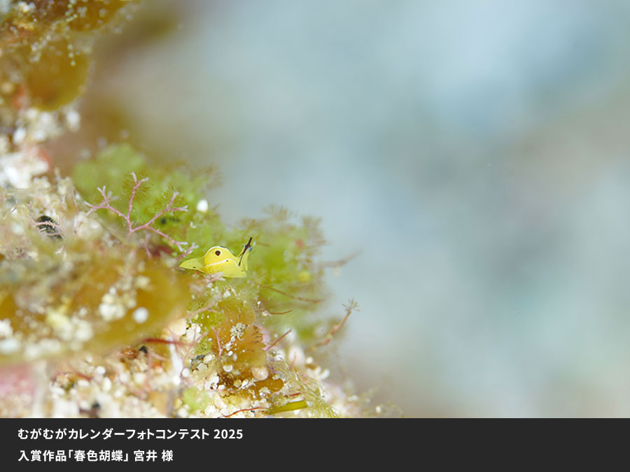 むがむがカレンダーフォトコンテスト入賞
