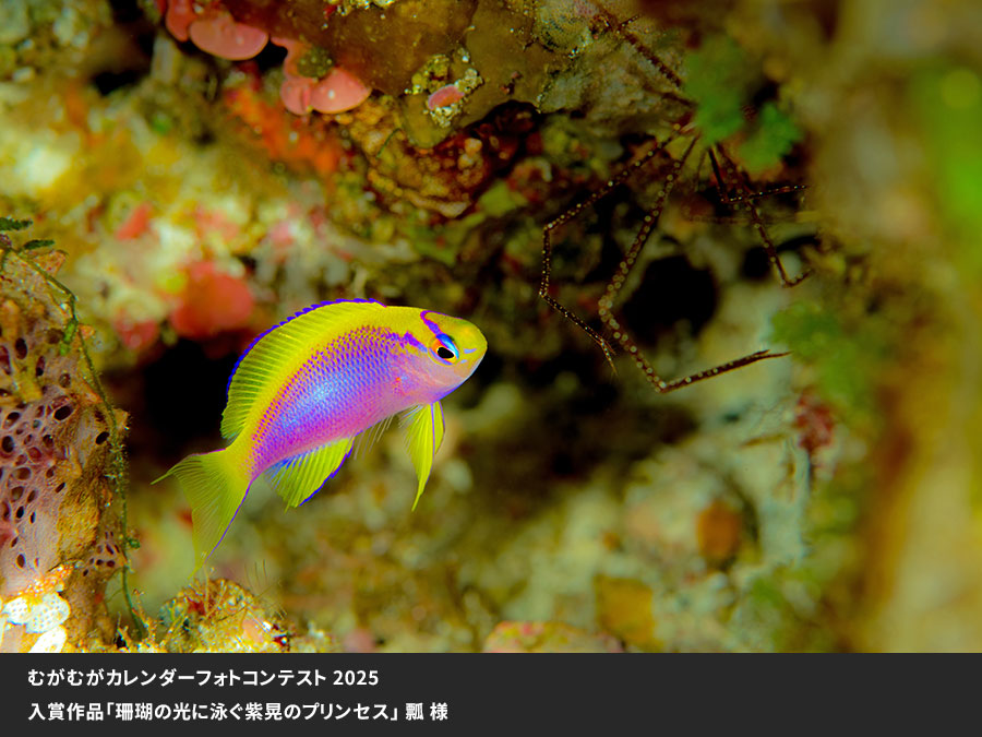 むがむがカレンダーフォトコンテスト入賞