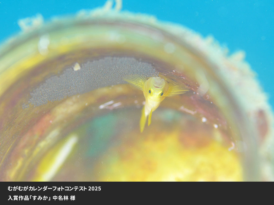 むがむがカレンダーフォトコンテスト入賞