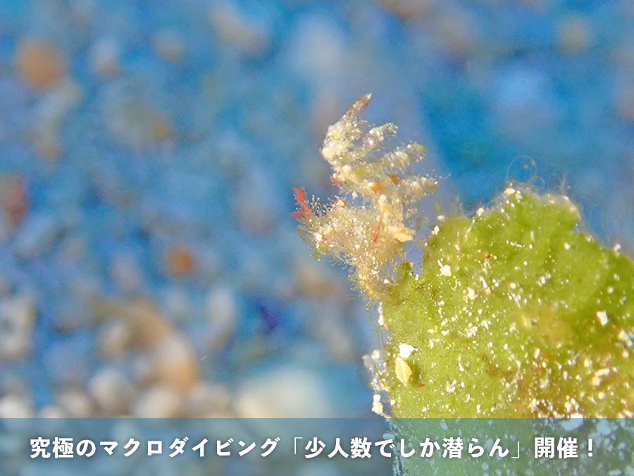 フィコカリスシムランス 究極のマクロダイビング「少人数でしか潜らん」開催！