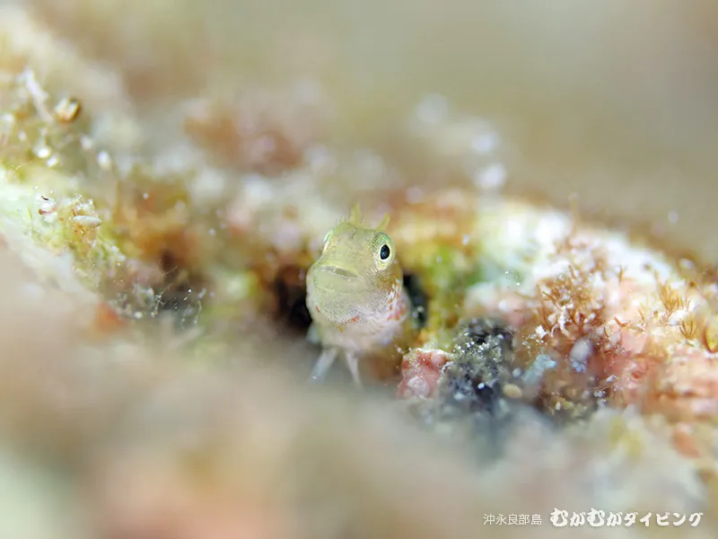 むがむがカレンダーフォトコンテスト2026年大募集！