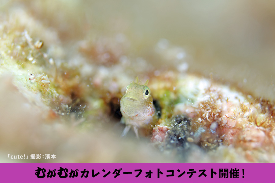 むがむがカレンダーフォトコンテスト