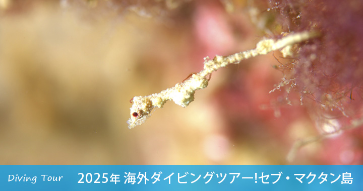 海外ダイビングツアー