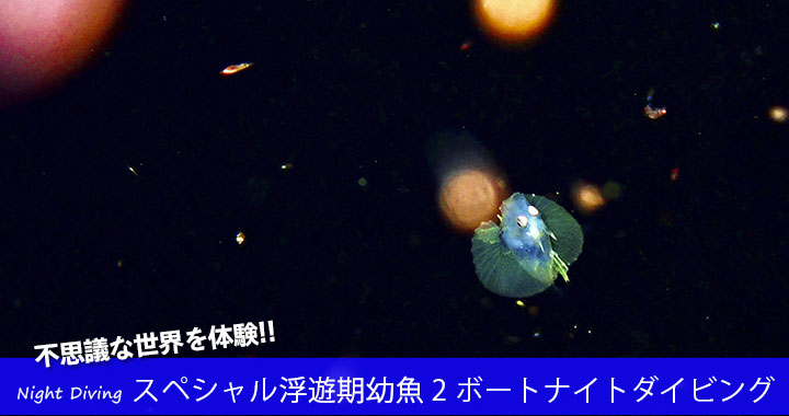 スペシャル浮遊期幼魚2ボートナイトダイビング！