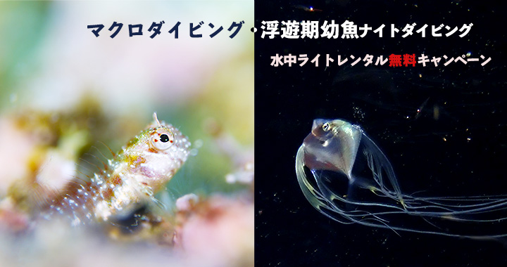 水中ライトレンタル無料キャンペーン