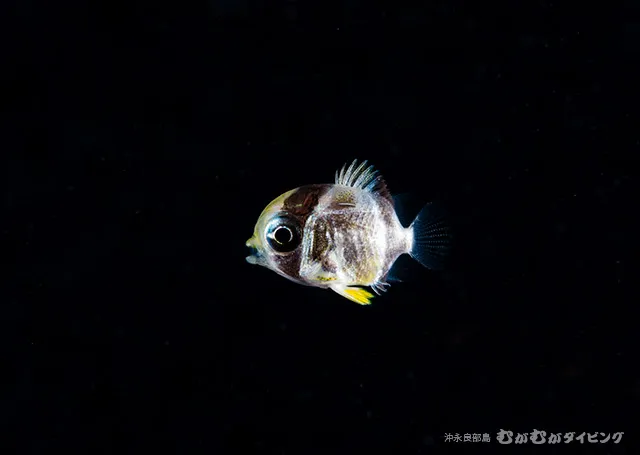 浮遊期幼魚 その2