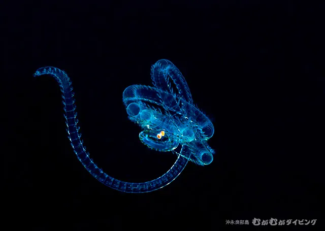 浮遊期幼魚 その6