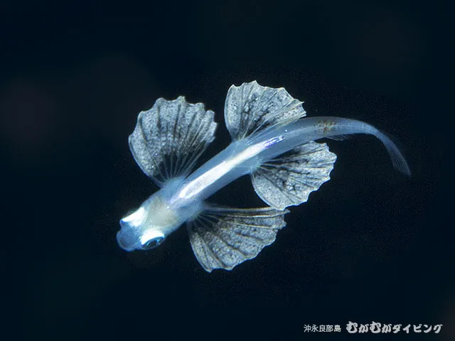 浮遊期幼魚　撮影濱本
