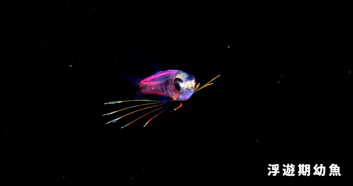 浮遊期幼魚ライトトラップ・ナイトダイビング