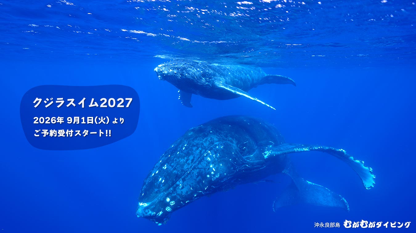 クジラスイム2027年開催分、ご予約受付9/1スタート！