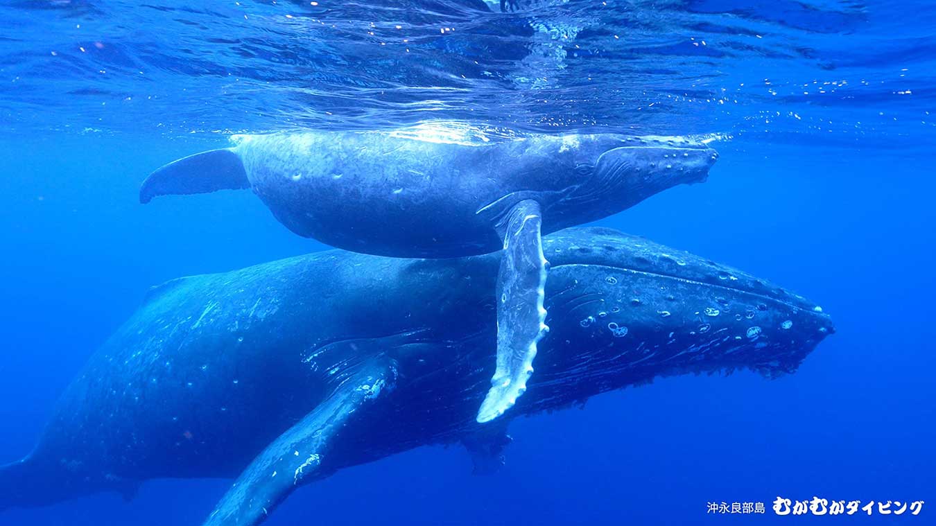 親子クジラ クジラスイム