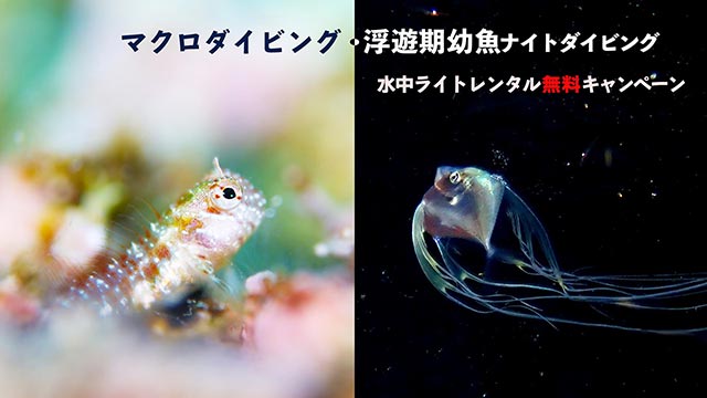 水中ライトレンタル無料キャンペーン