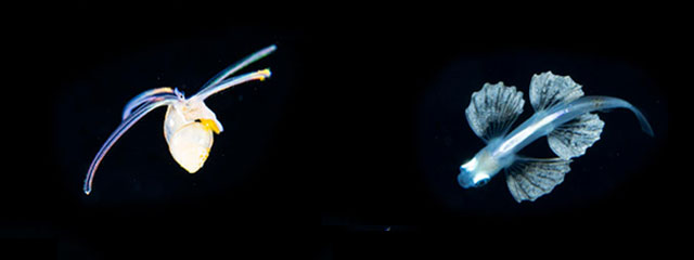 浮遊期幼魚ナイトダイビング