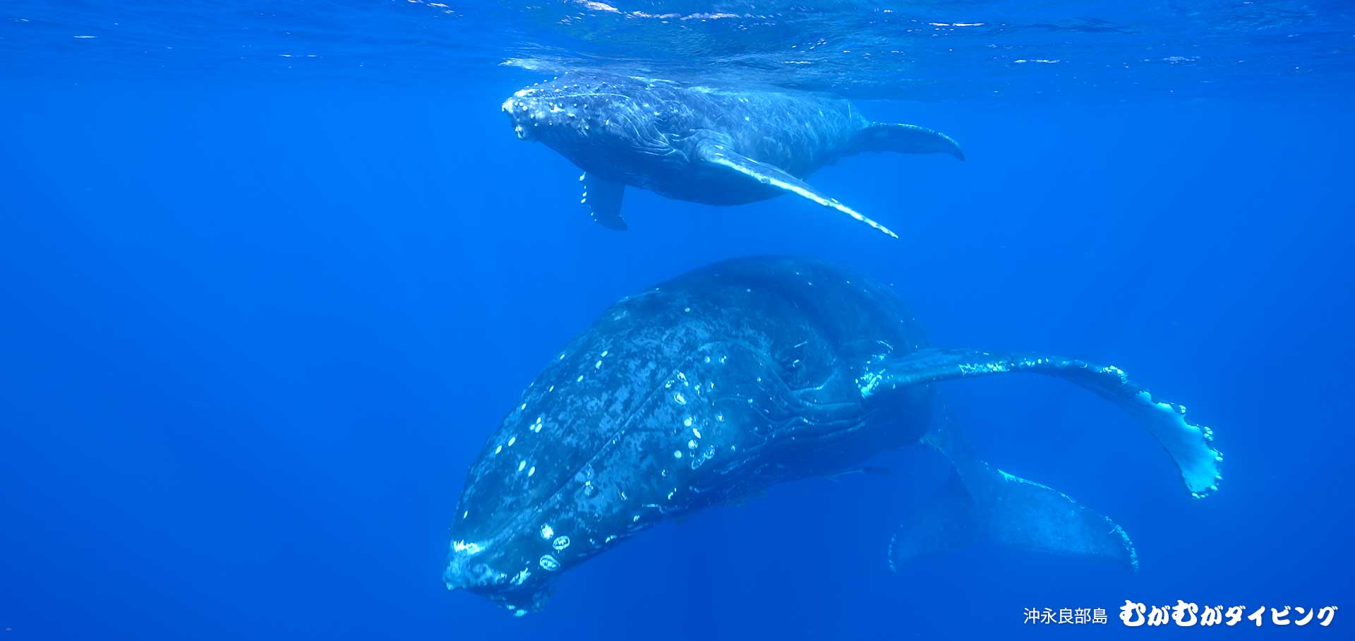 親子クジラ 2022 クジラスイム