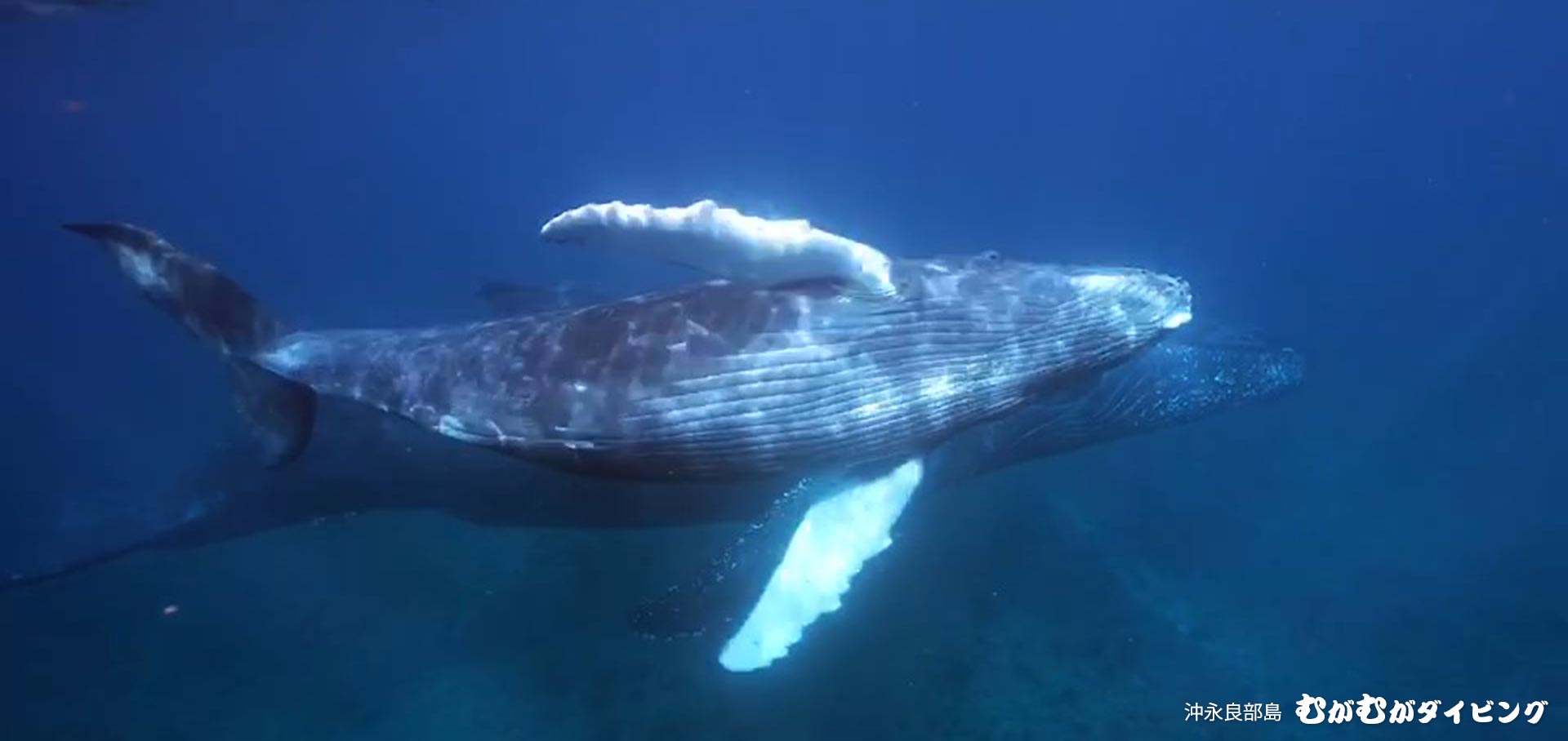 親子クジラ 2023 クジラスイム