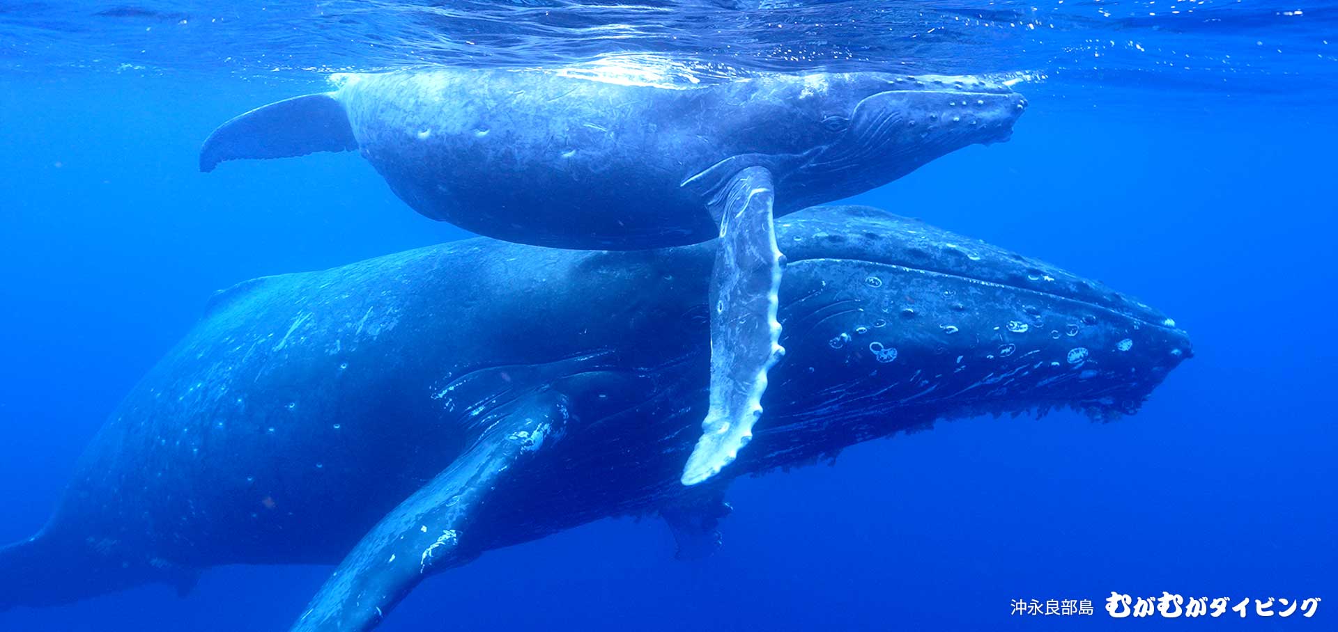 親子クジラ 2022 クジラスイム
