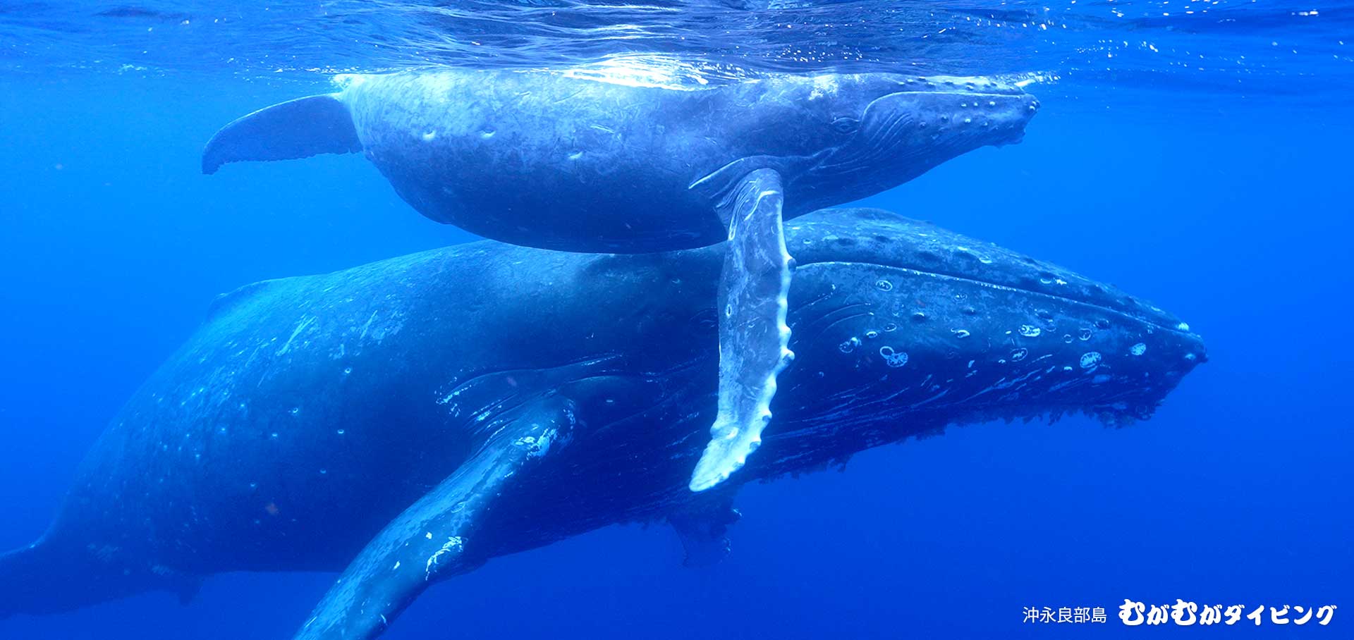 ザトウクジラと感動のクジラスイム ホエールウォッチング 沖永良部島むがむがダイビング