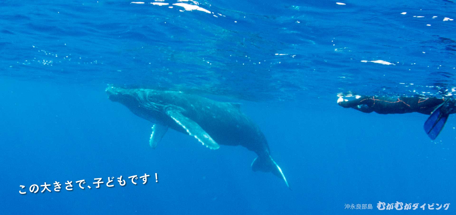 ザトウクジラと感動のクジラスイム ホエールウォッチング 沖永良部島むがむがダイビング