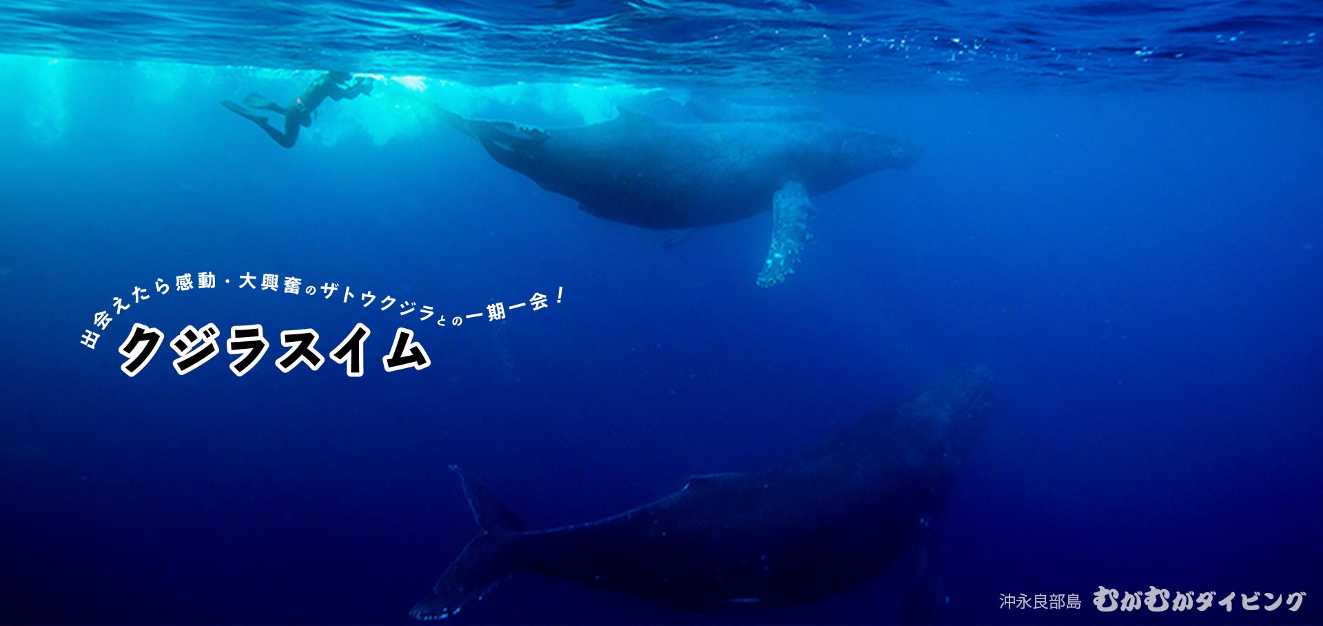 巨体ザトウクジラとの一期一会
