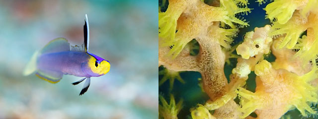 アケボノ
