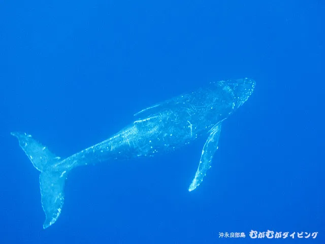 ザトウクジラ