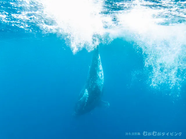 ザトウクジラ
