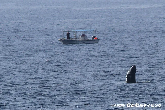 むがむが船とザトウクジラ
