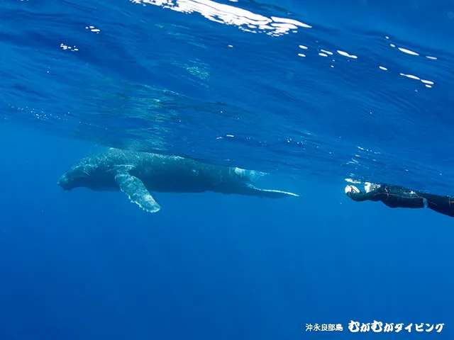 クジラスイム