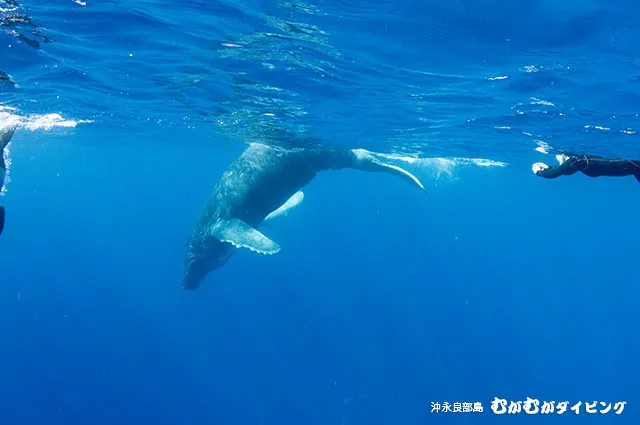 子クジラ追っかけ