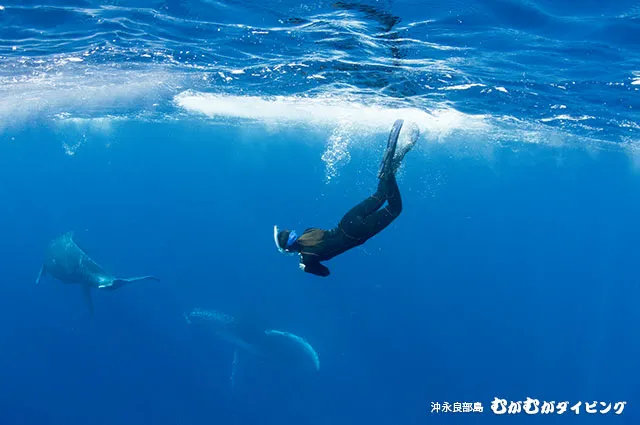 親子クジラとわたし