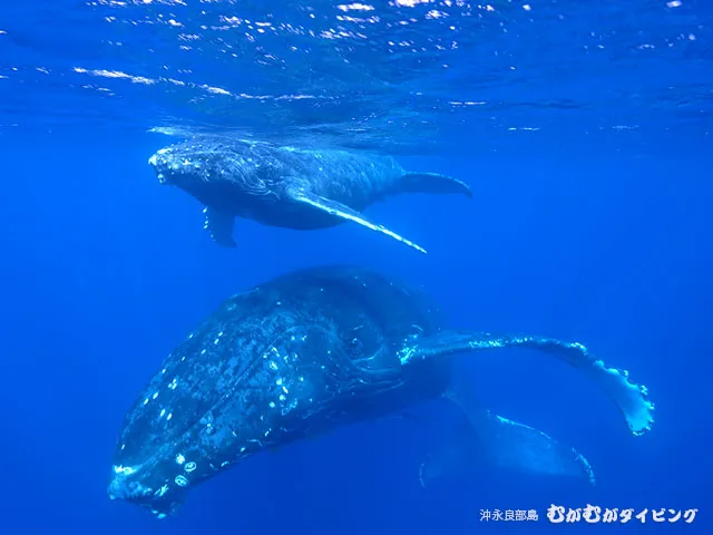 親子クジラ